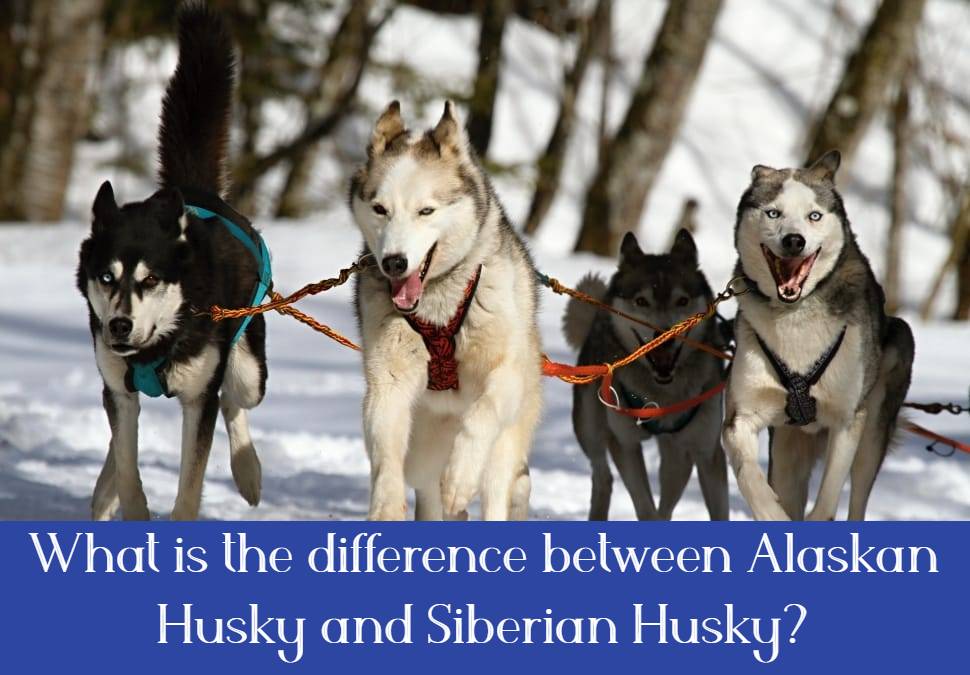 What-i-the-difference-between-Alaskan-Husky-and-Siberian-Husky?